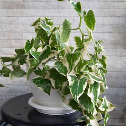 Grape Ivy Plant Care Guide - How to Grow Cissus rhombifolia 🌟 - Healthy ...