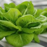 How to Grow Salad Indoors