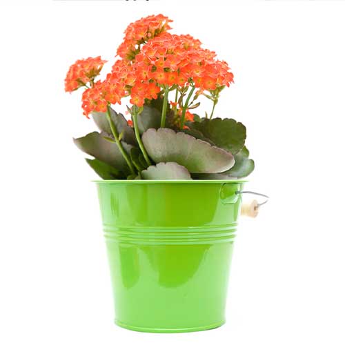 kalanchoe plant