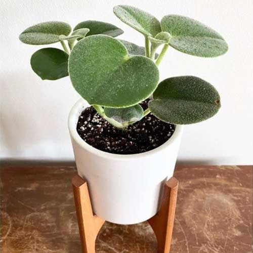 Peperomia Incana