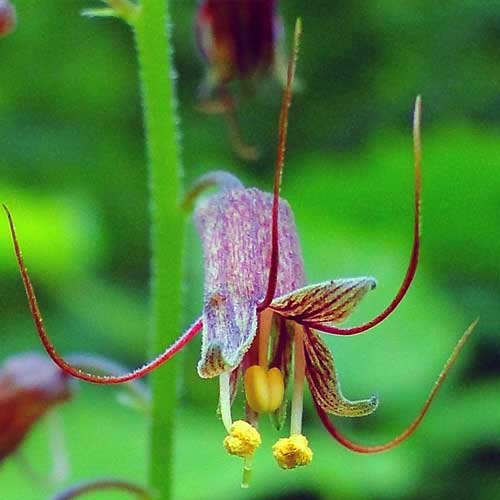 Piggyback Plant (tolmiea-menziesii)