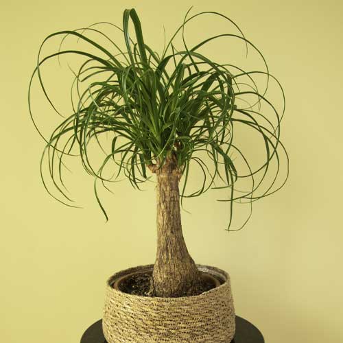 Ponytail Palm Beaucarnea recurvata Care Guide Healthy Houseplants