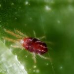 Spider Mites