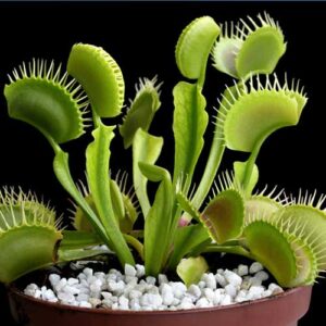 venus flytrap