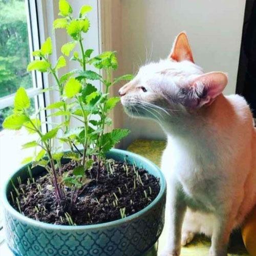 Catnip (Nepeta cataria)