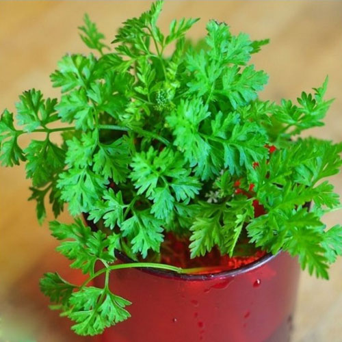 Chervil (Anthriscus cerefolium)