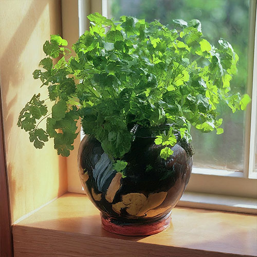 Cilantro (Coriandrum sativum)