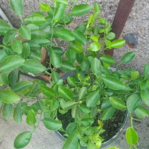 Kaffir Lime