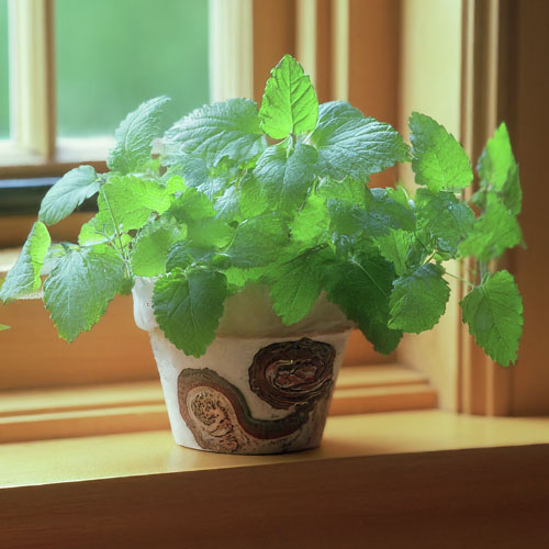 Lemon Balm (Melissa officinalis)