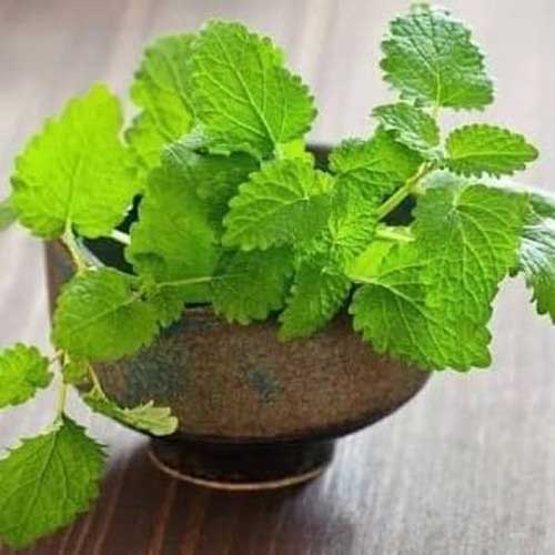 Lemon Balm Care Guide: Growing Melissa officinalis 🌟 - Healthy Houseplants