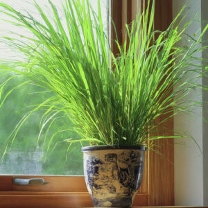 Lemongrass(Cymbopogon citratus)