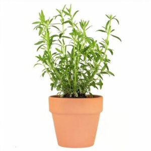 Tarragon (Artemisia dracunculus)