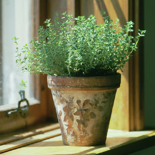 Thyme (Thymus vulgaris)