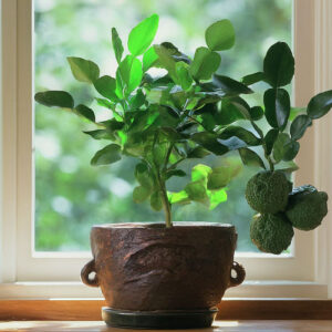 Kaffir Lime (Citrus hystrix)