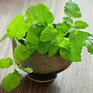 mint(Mentha)