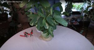 prune houseplants when repotting