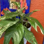 Grow Gorgeous Albo Pothos in Your Indoor Garden