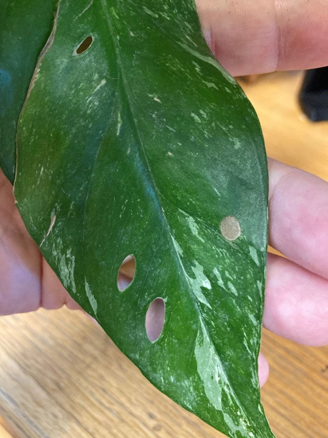 Albo Pothos Pests