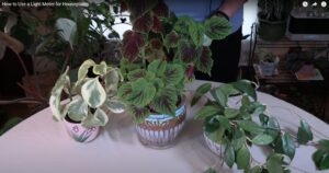 how to use a light meter doe houseplants