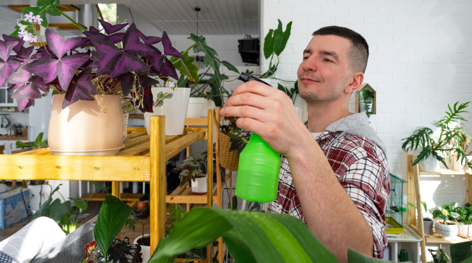 How to water houseplants in winter