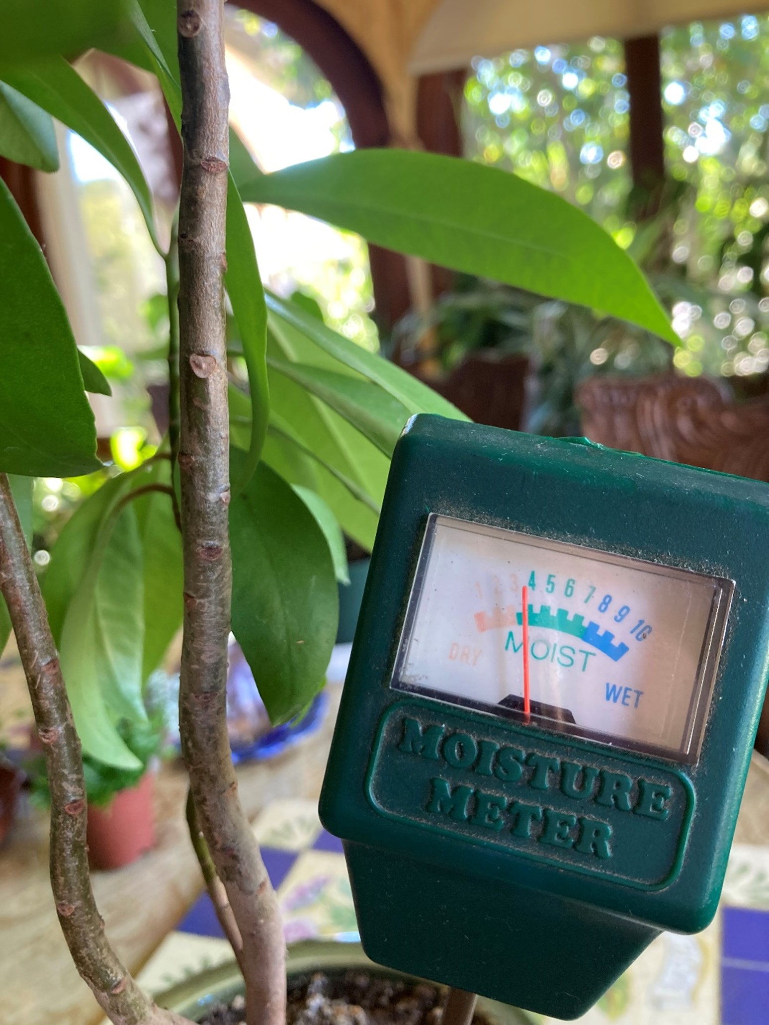 Soil moisture check for houseplants