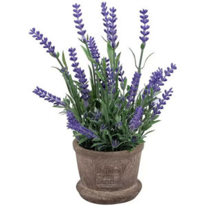 Lavender (Lavandula spp)