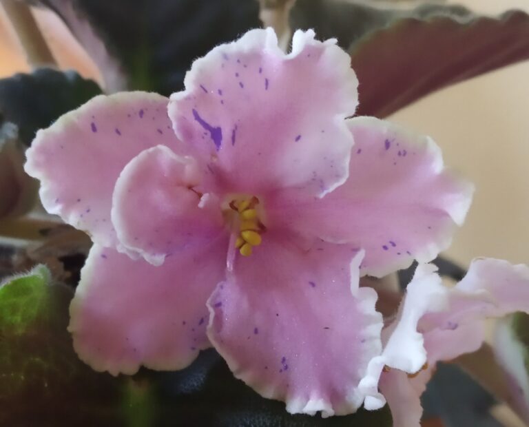 African Violet Blog