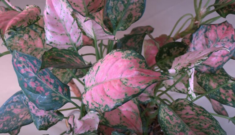 Chinese Evergreen