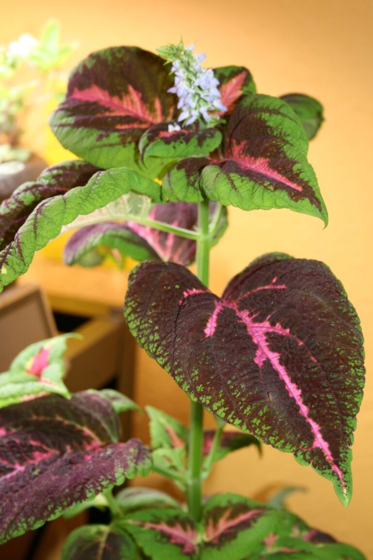 Coleus Plant