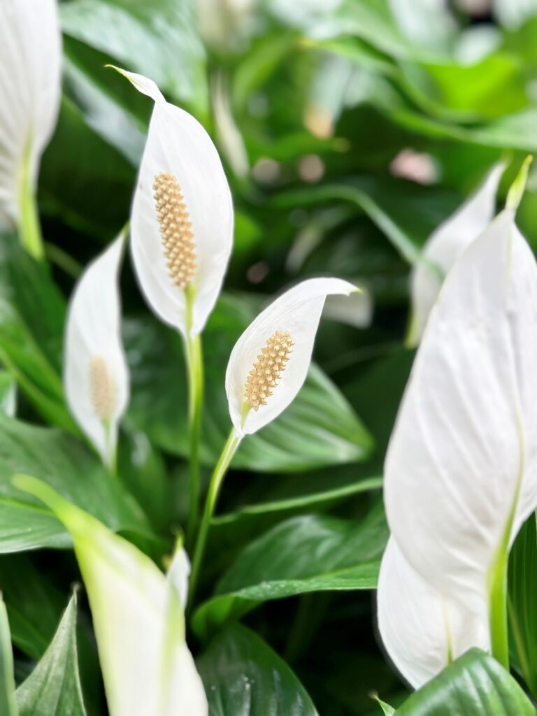 Peace Lily