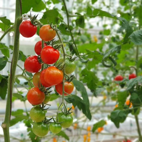 growing cherry tomatoes indoors